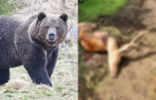 Foto: timponline.ro - Cerb de 200 kg, omorât de un urs care a intrat într-un complex de vânătoare, aproape de Cluj